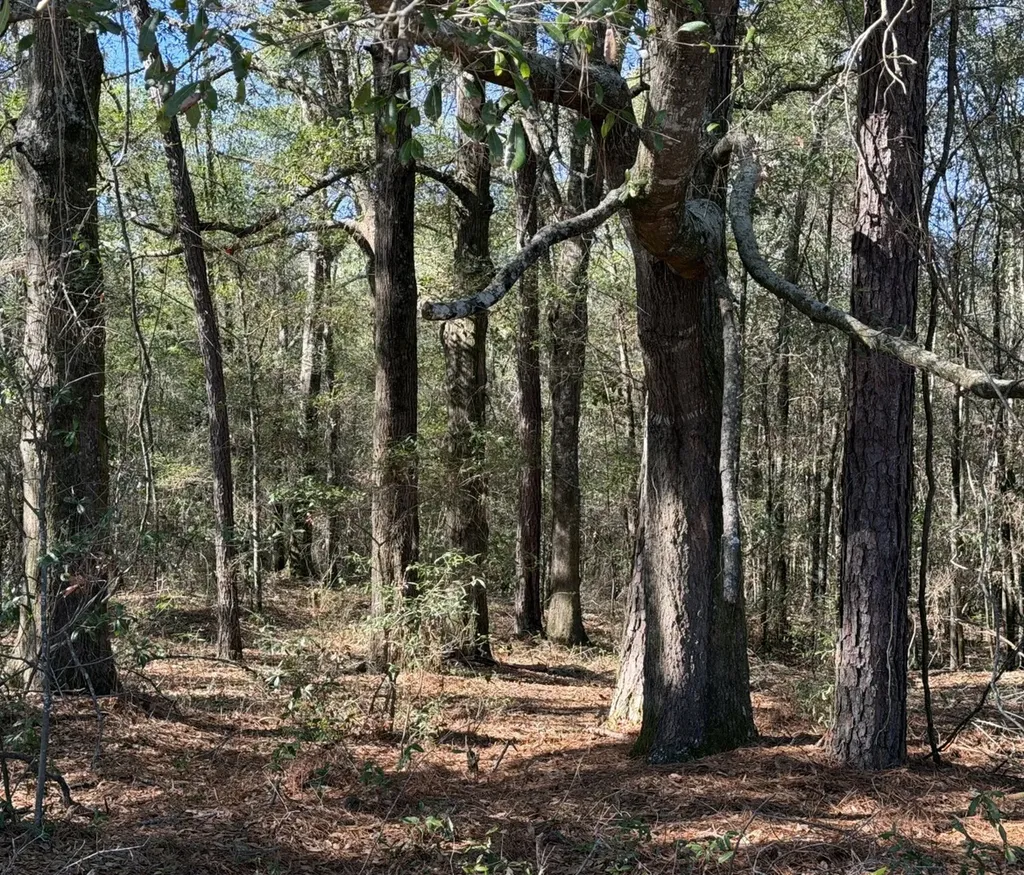 0 County Road 17 Headland AL 36345