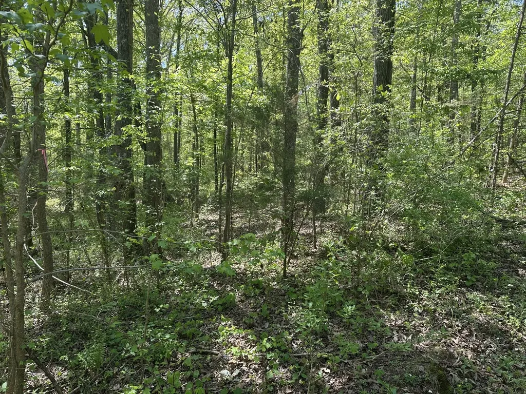 0 South Sauty Road County Road Guntersville AL 35755