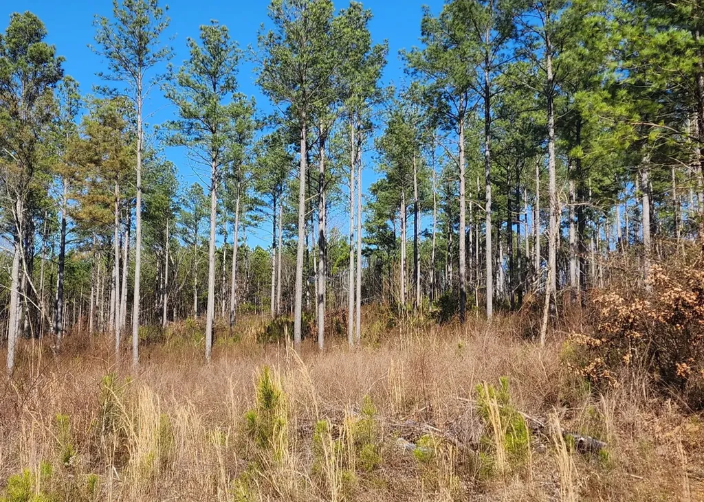 0 South Sauty Road County Road Guntersville AL 35755