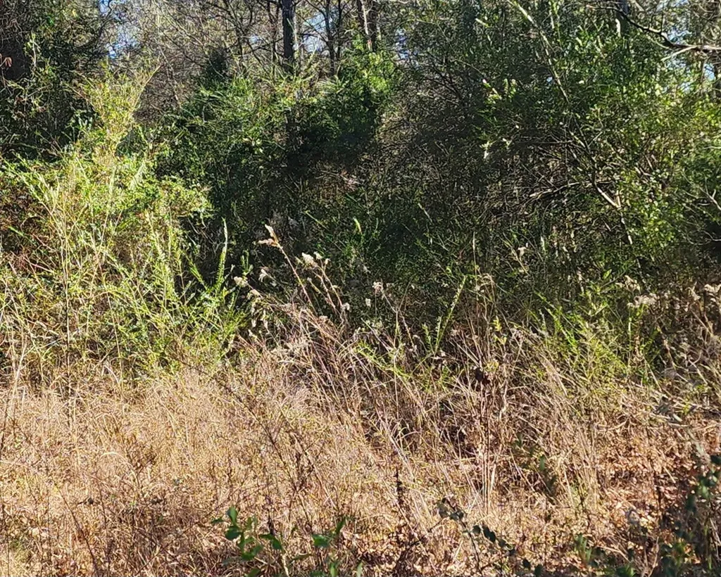 0 South Sauty Road County Road 227 Guntersville AL 35755