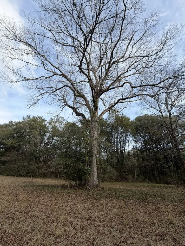 0 Highway 106 Branltey AL 36009