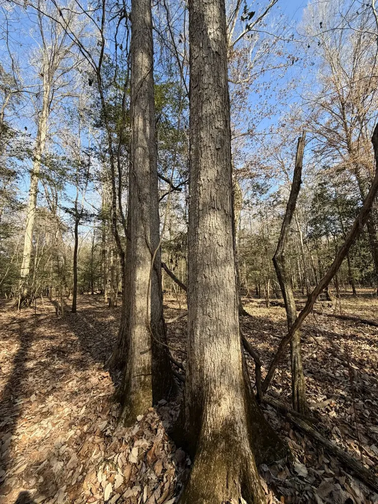 0 Highway 106 Branltey AL 36009
