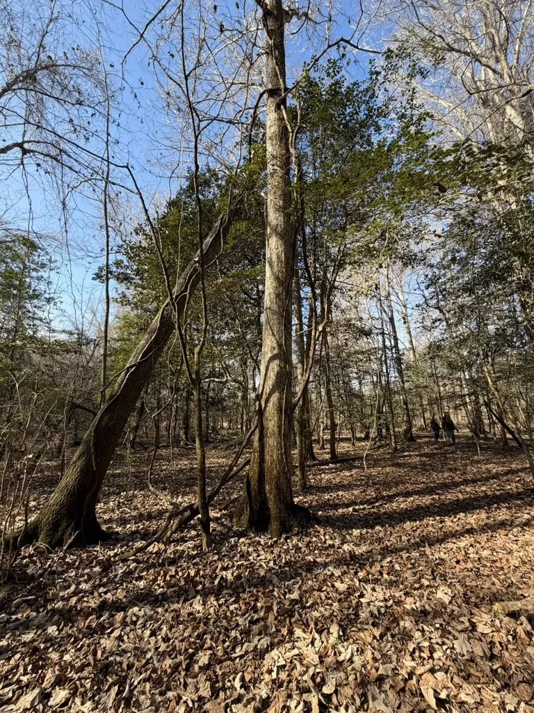0 Highway 106 Branltey AL 36009