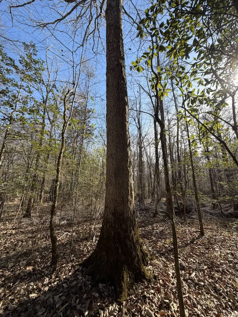 0 Highway 106 Branltey AL 36009