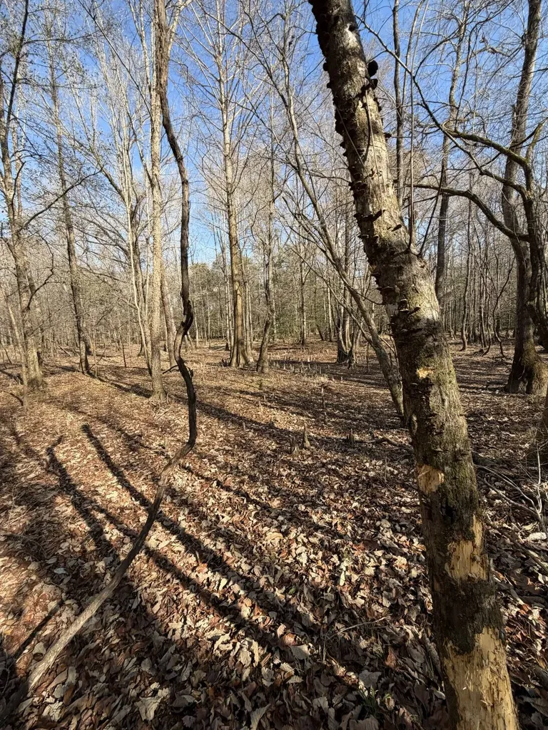 0 Highway 106 Branltey AL 36009