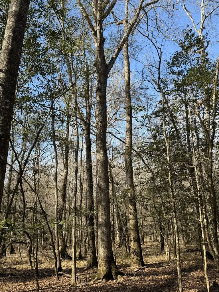 0 Highway 106 Branltey AL 36009
