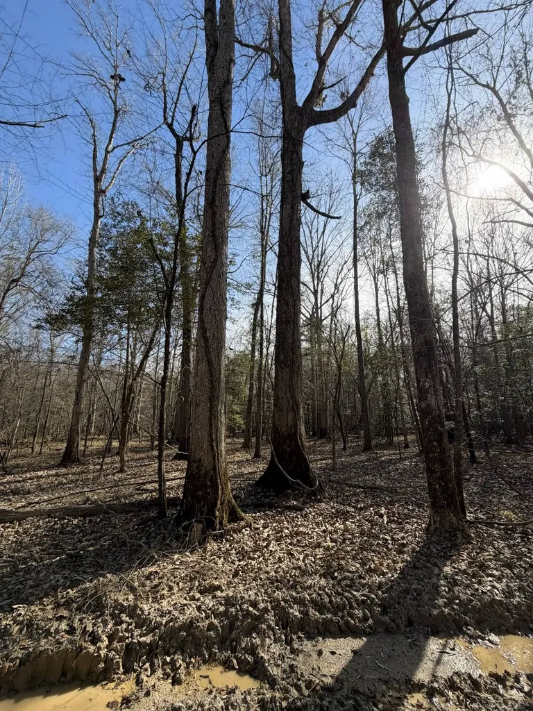 0 Highway 106 Branltey AL 36009