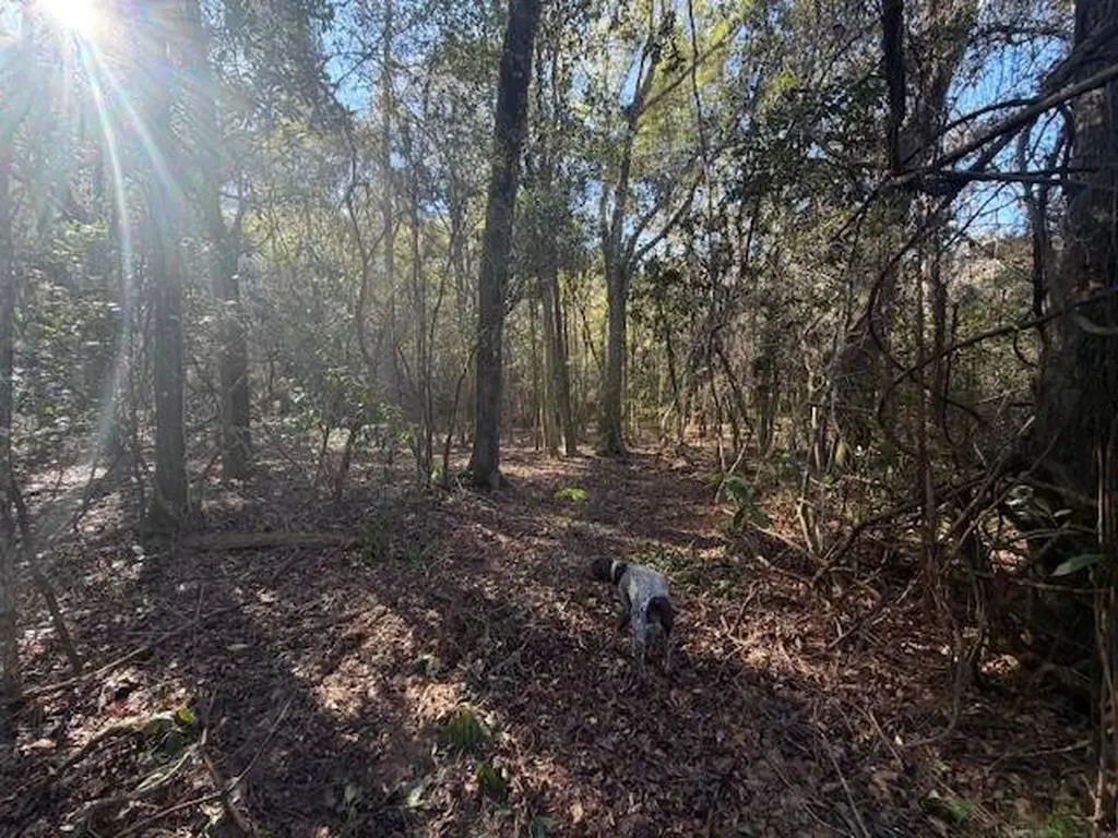 0 Ferrell Road Red Level AL 36474