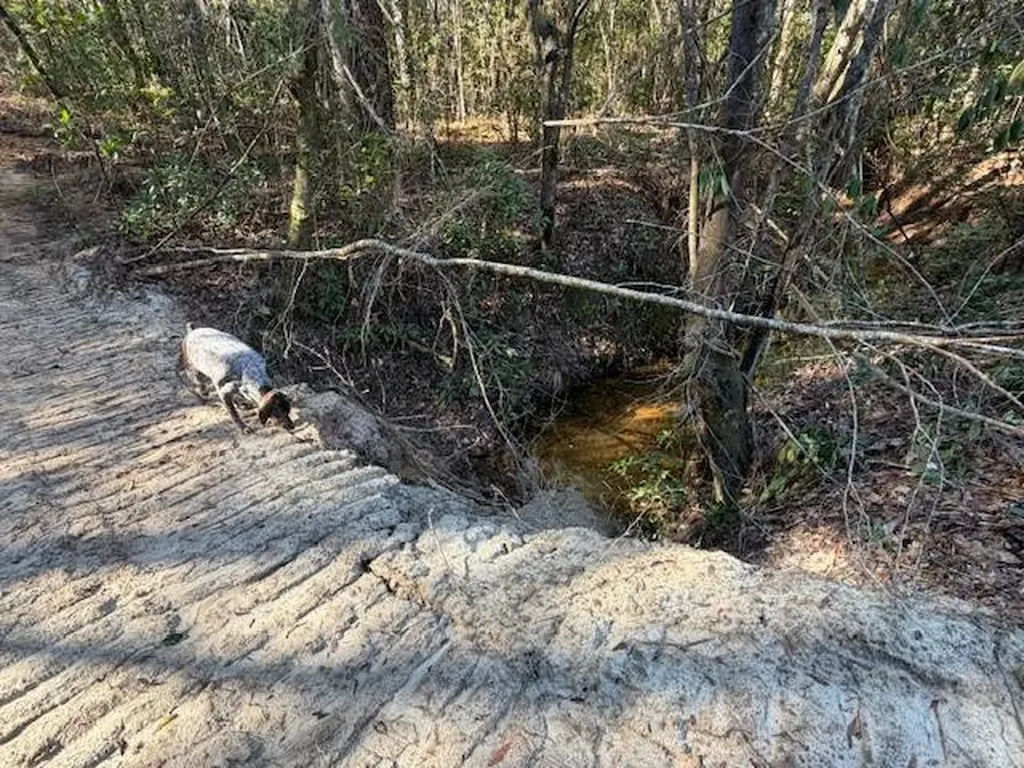 0 Ferrell Road Red Level AL 36474