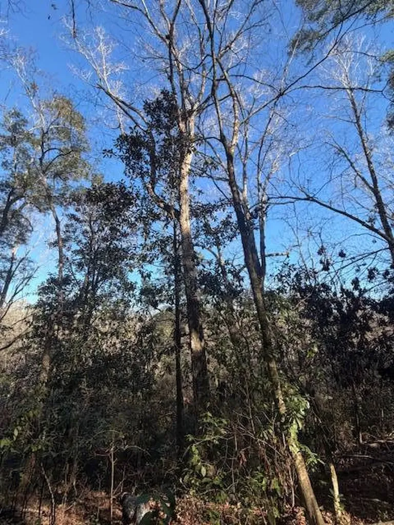 0 Ferrell Road Red Level AL 36474