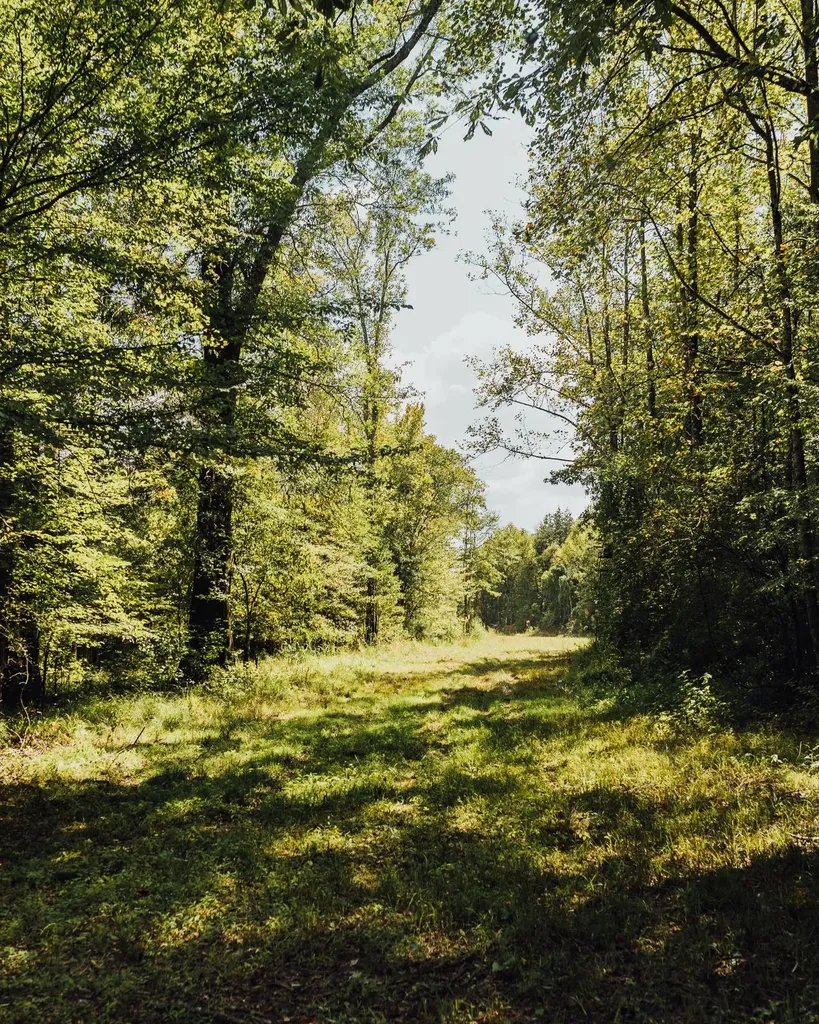 - Savage Street Millport AL 35576