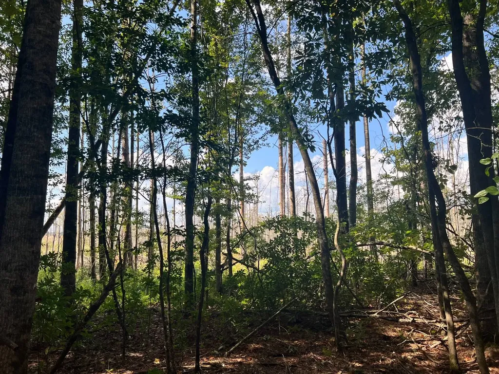 - Savage Street Millport AL 35576