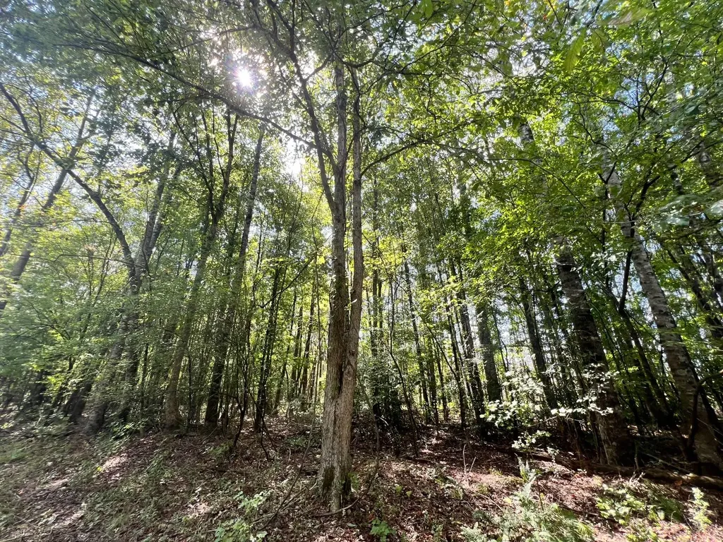 - Savage Street Millport AL 35576