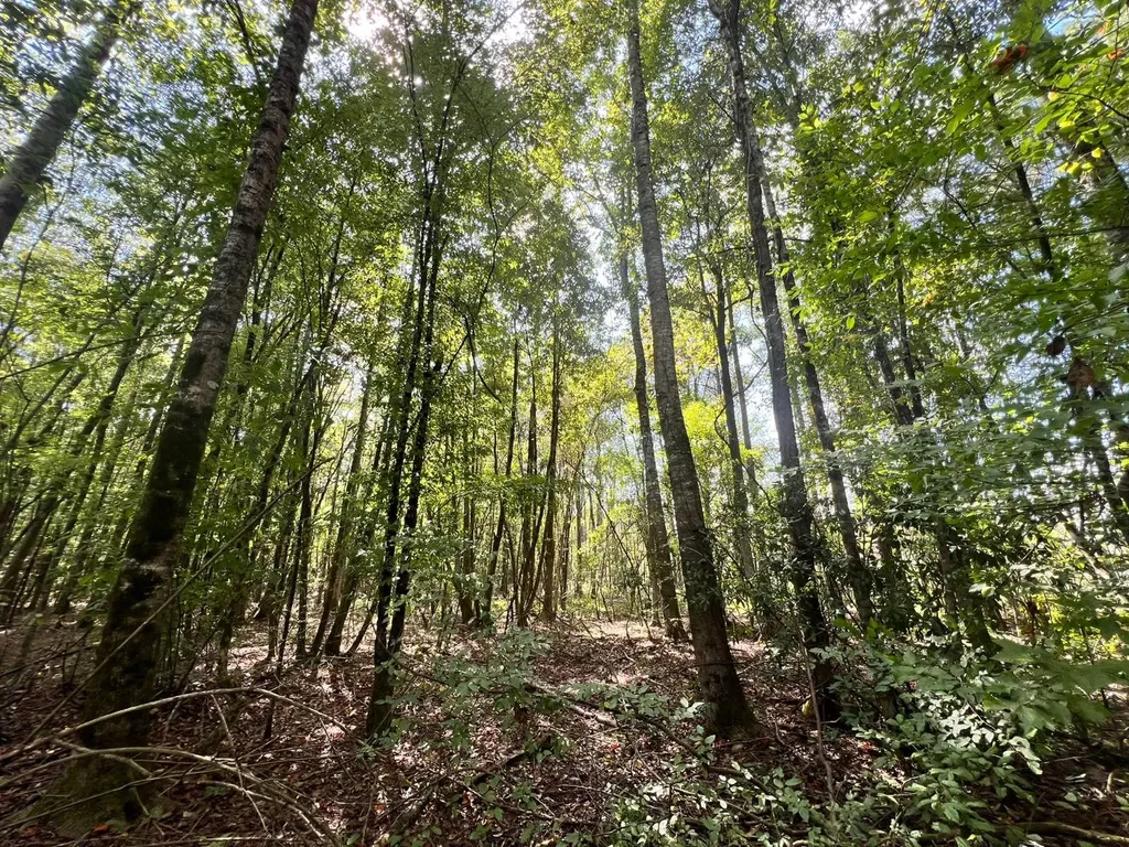 - Savage Street Millport AL 35576