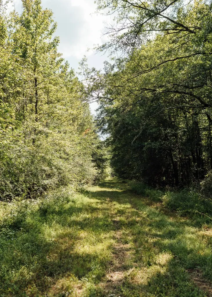 - Savage Street Millport AL 35576