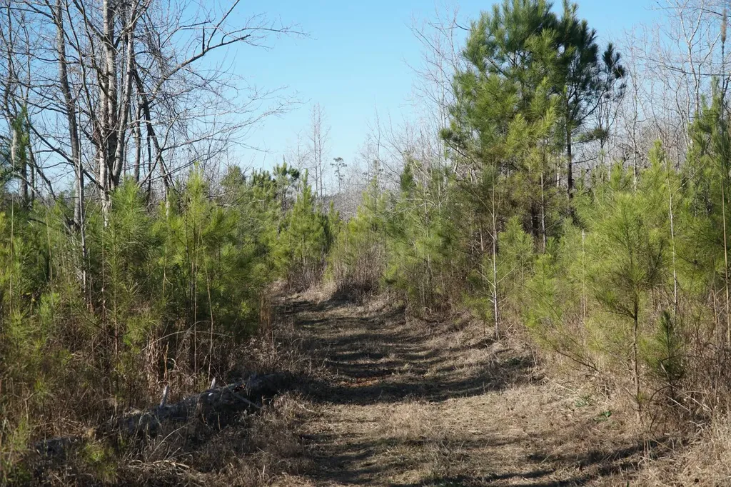 0 Chalkmine Road Hackleburg AL 35564