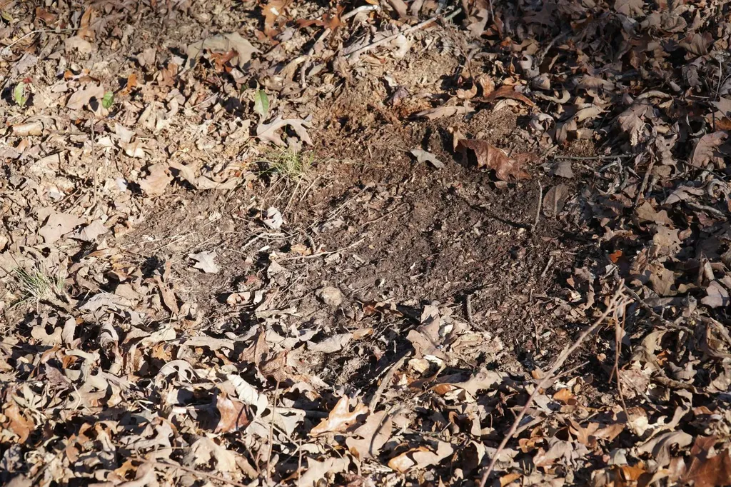 0 Chalkmine Road Hackleburg AL 35564