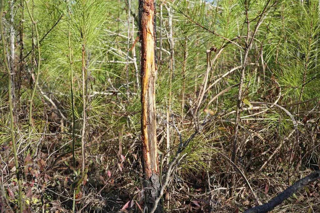 0 Chalkmine Road Hackleburg AL 35564