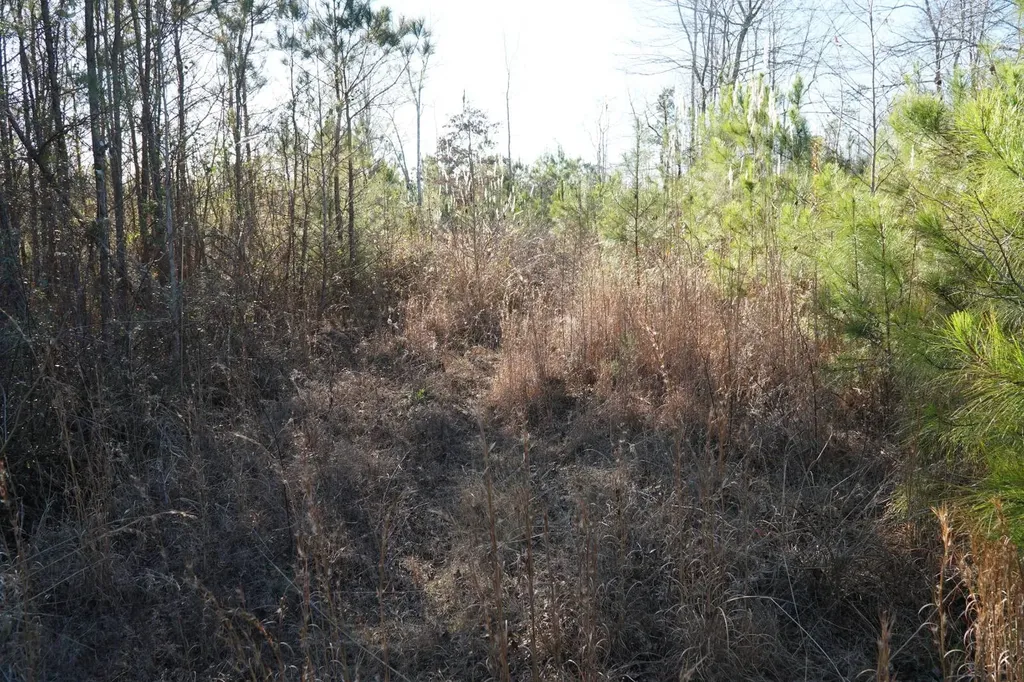 0 Chalkmine Road Hackleburg AL 35564