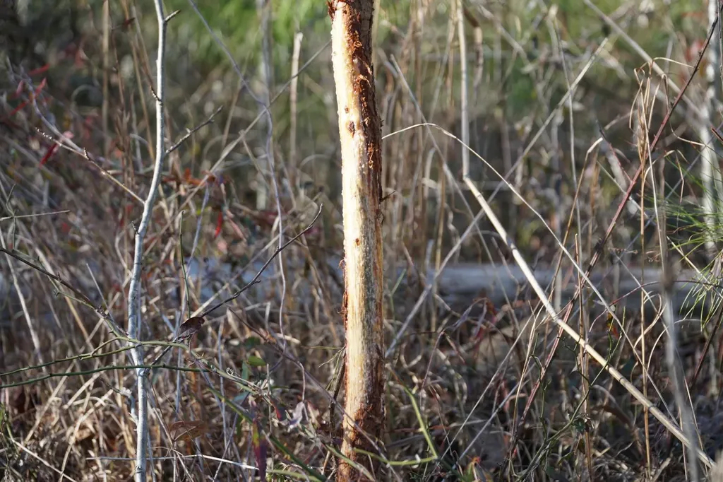 0 Chalkmine Road Hackleburg AL 35564