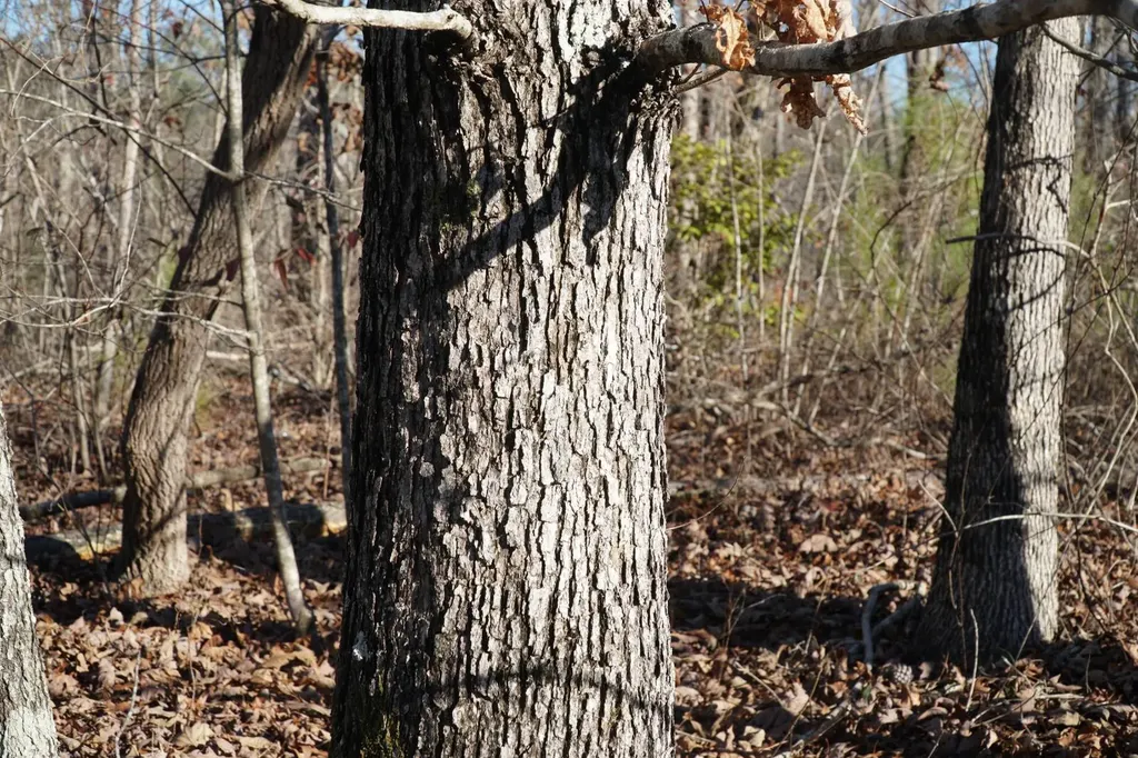 0 Chalkmine Road Hackleburg AL 35564