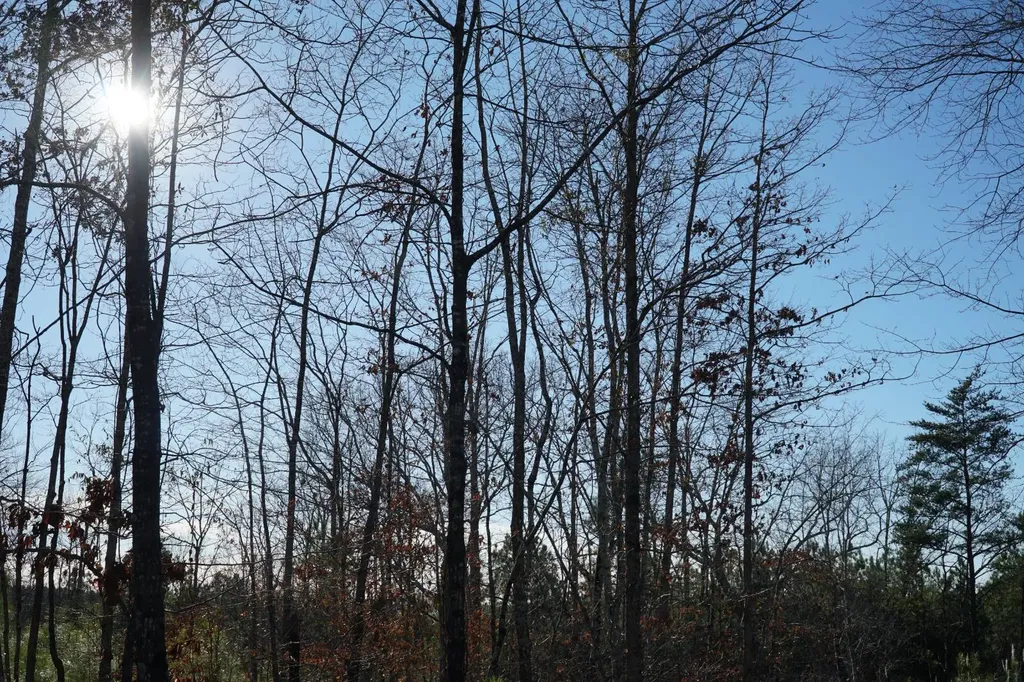 0 Chalkmine Road Hackleburg AL 35564