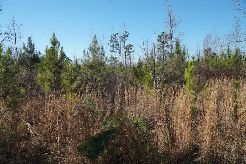 0 Chalkmine Road Hackleburg AL 35564