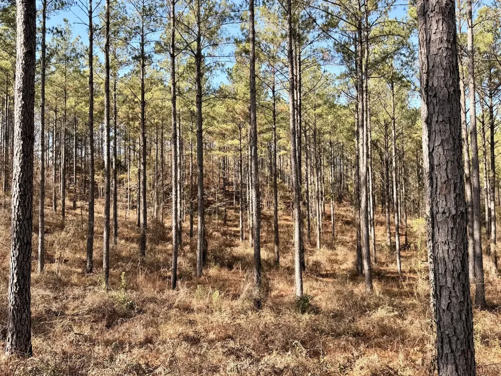 0 Butler Street 0 Wildfork Road Frisco City AL 36445