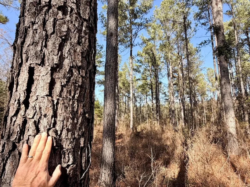 0 Butler Street 0 Wildfork Road Frisco City AL 36445