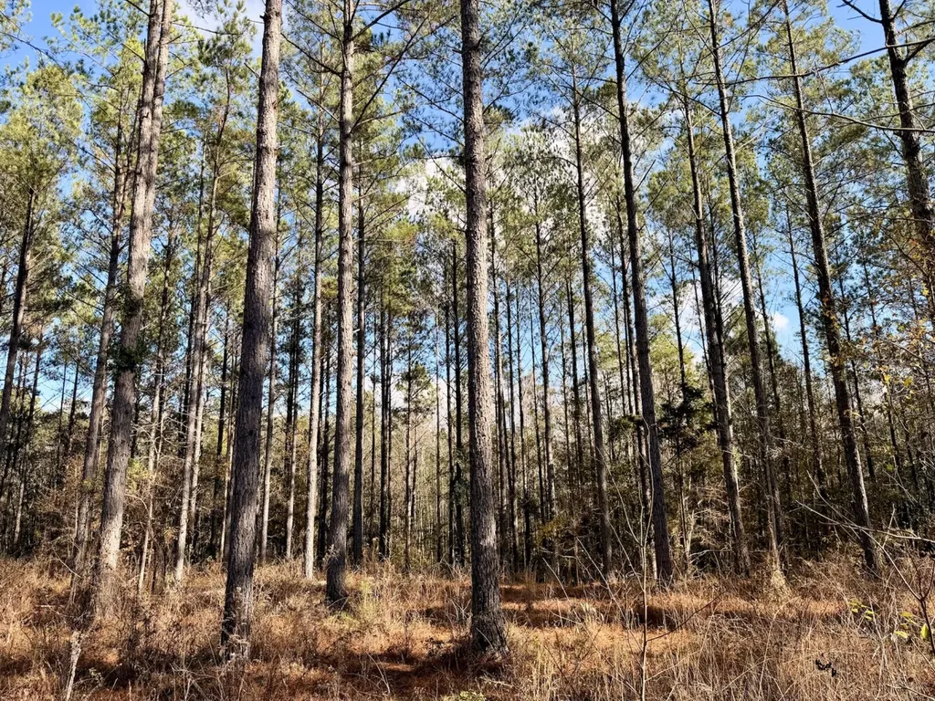 0 Butler Street 0 Wildfork Road Frisco City AL 36445