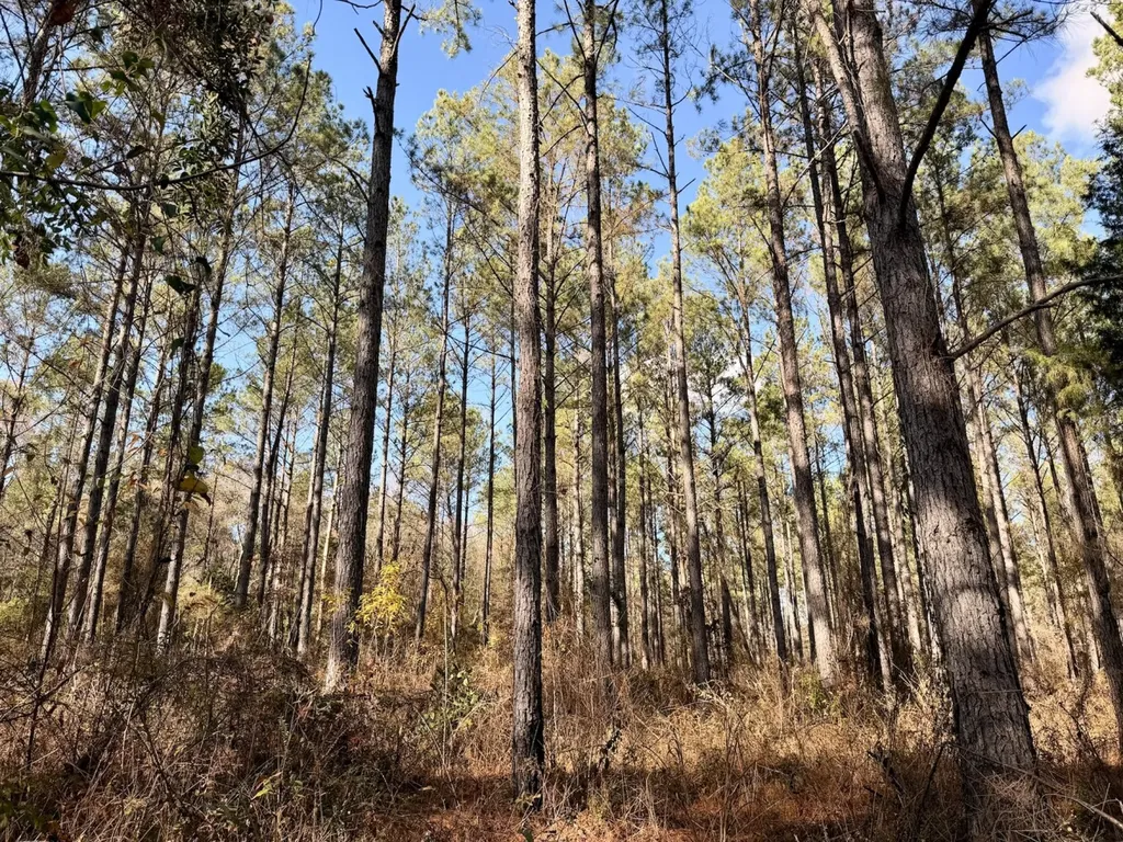 0 Butler Street 0 Wildfork Road Frisco City AL 36445