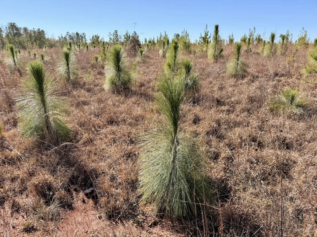 0 Butler Street 0 Wildfork Road Frisco City AL 36445