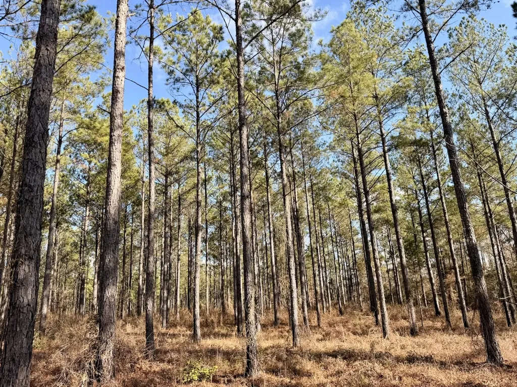 0 Butler Street 0 Wildfork Road Frisco City AL 36445