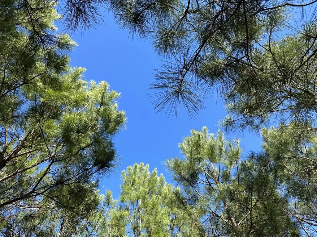 0 Co Road 96 Millport AL 35576