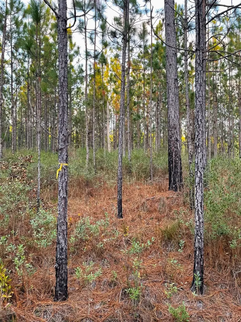 0 Jack Springs Road Perdido AL 36562