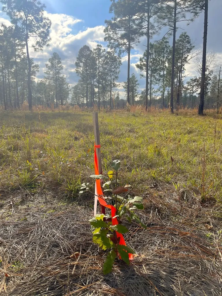 0 Jack Springs Road Perdido AL 36562
