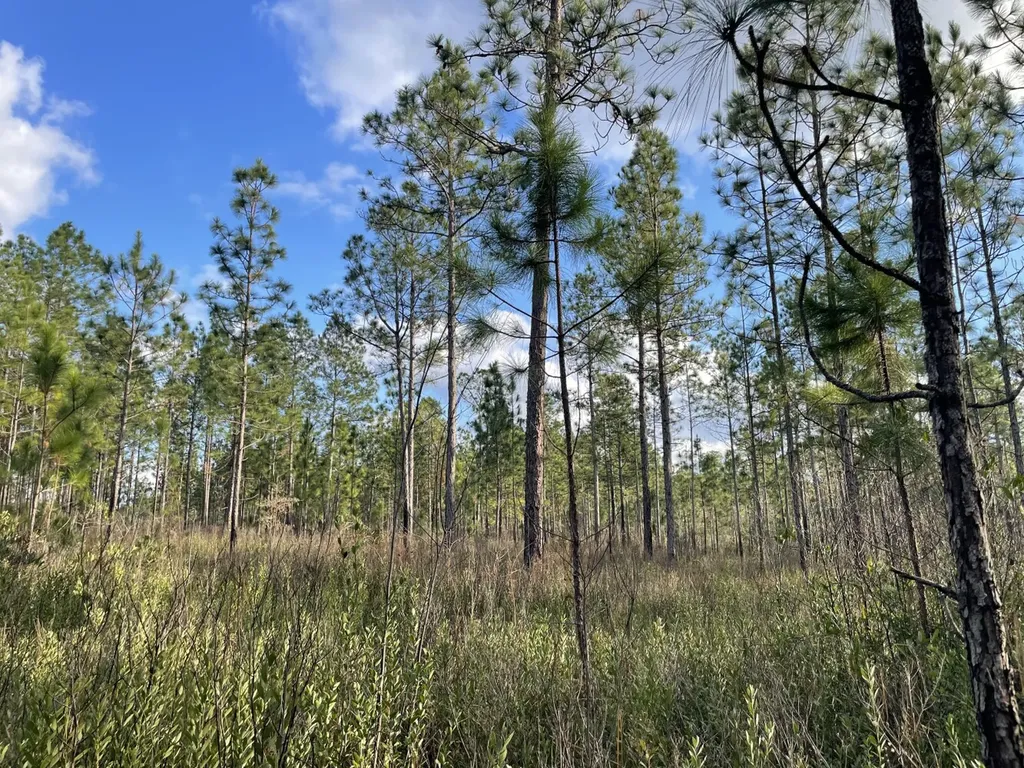 0 Jack Springs Road Perdido AL 36562