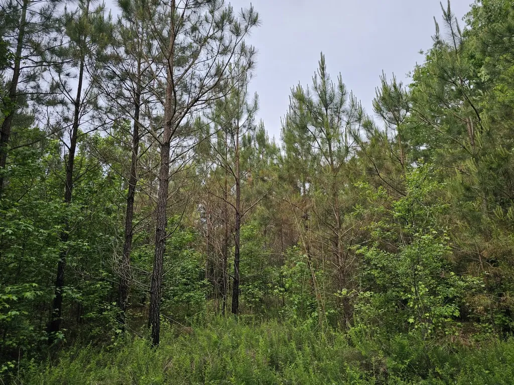 000 State Highway 19 Detroit AL 35552