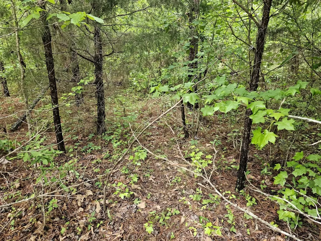 000 State Highway 19 Detroit AL 35552
