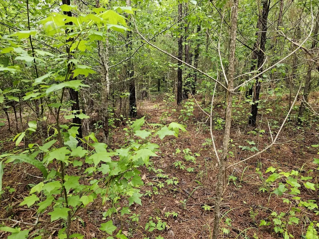 000 State Highway 19 Detroit AL 35552