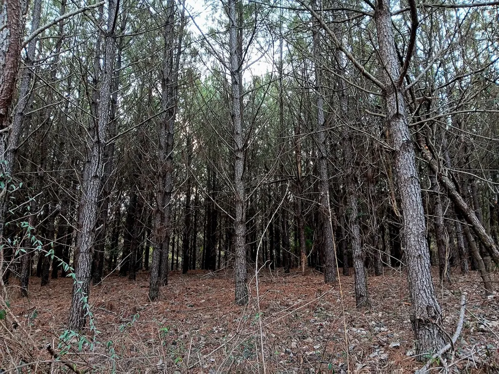 000D County Road 42 Guin AL 35563