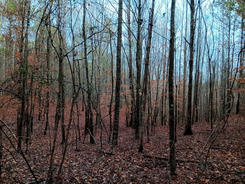 000D County Road 42 Guin AL 35563
