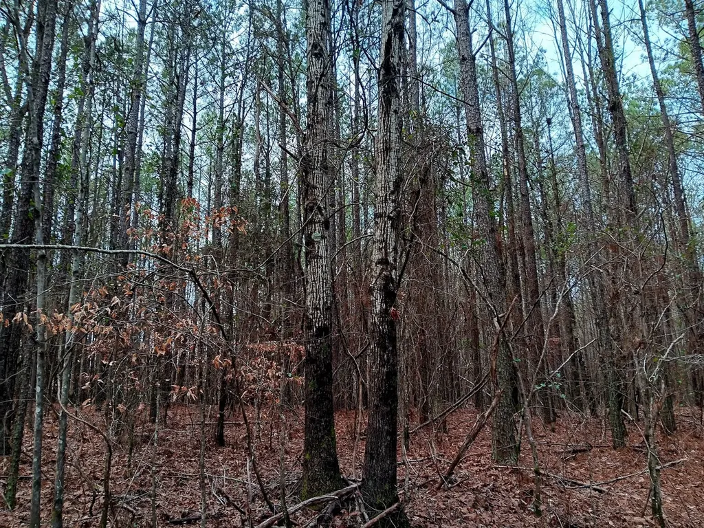 000D County Road 42 Guin AL 35563