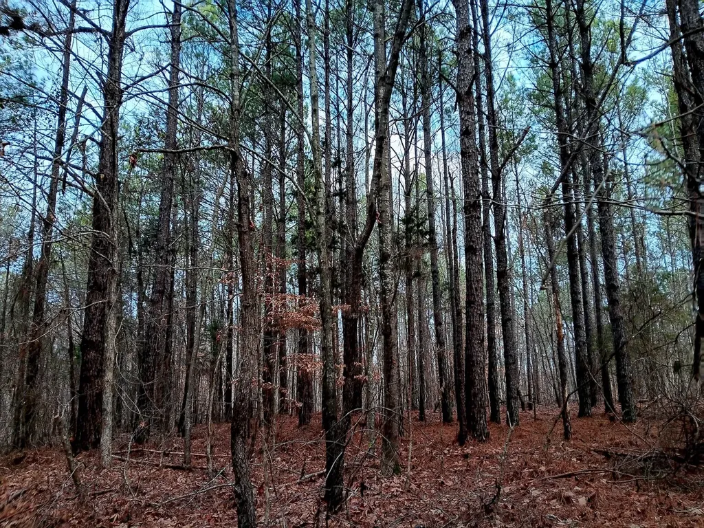000D County Road 42 Guin AL 35563