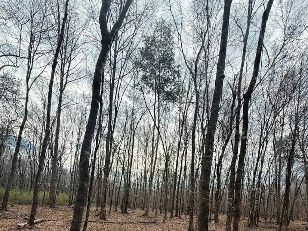 00 County Road 216 Lanett AL 36863