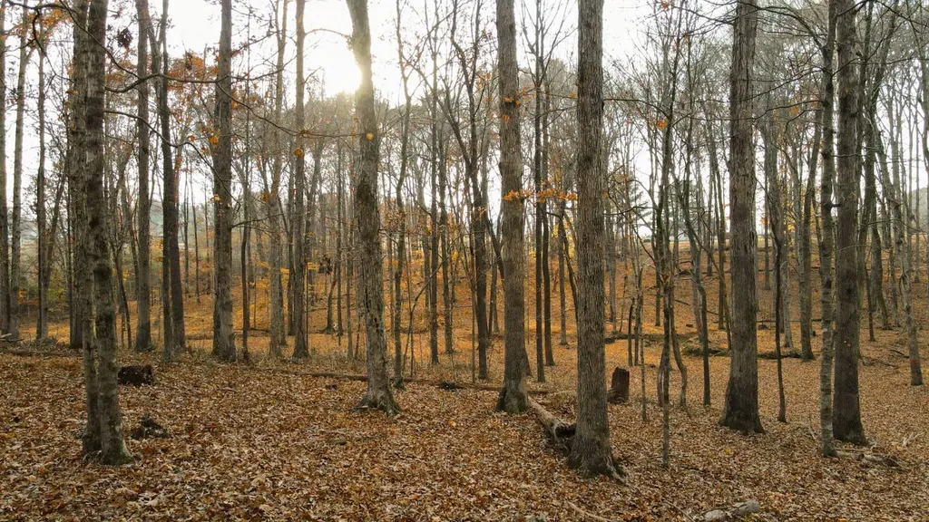 1 Cr 496 Lexington AL 35648