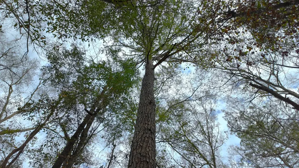 0 Mulberry Road Brantley AL 36009