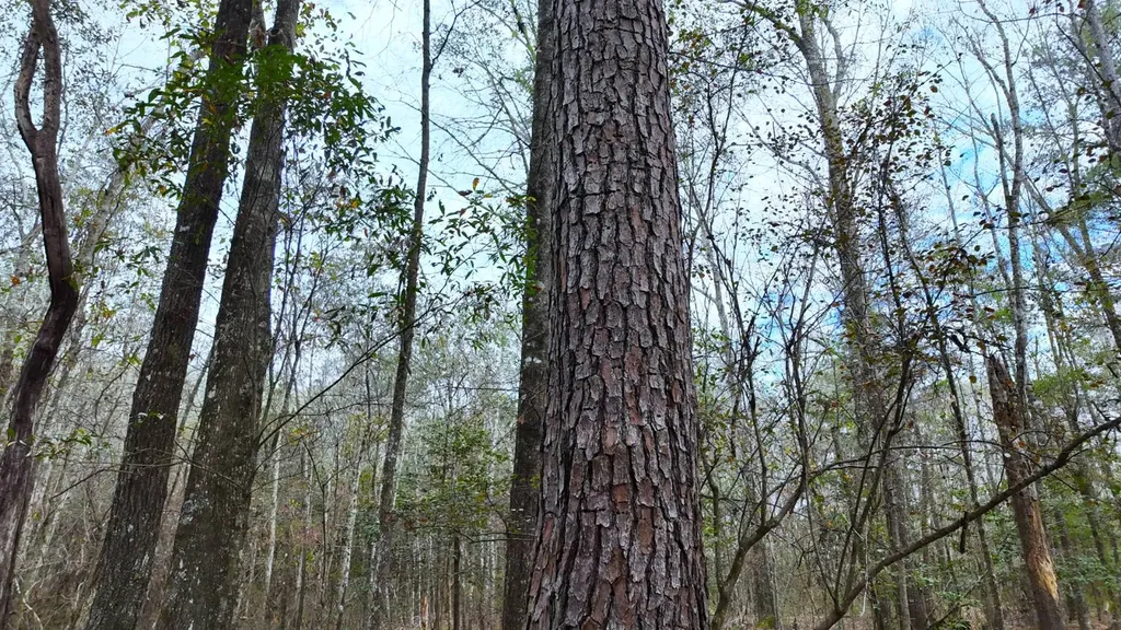 0 Mulberry Road Brantley AL 36009