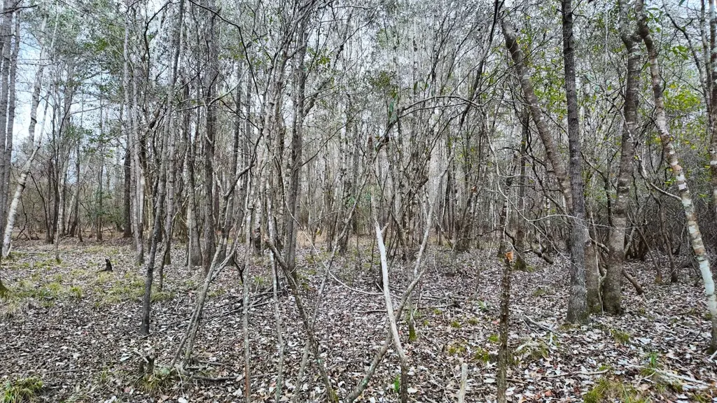 0 Mulberry Road Brantley AL 36009