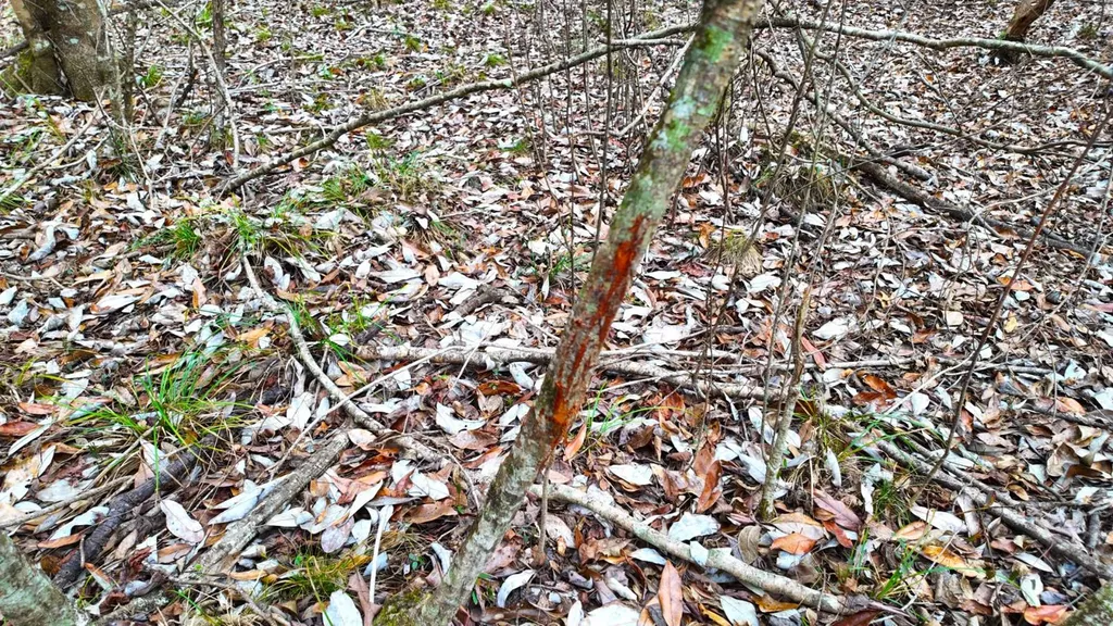 0 Mulberry Road Brantley AL 36009